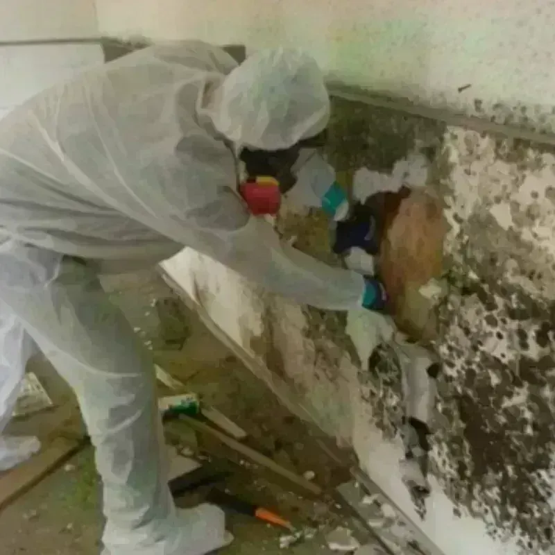 Mold Remediation and Removal in Honaker, VA